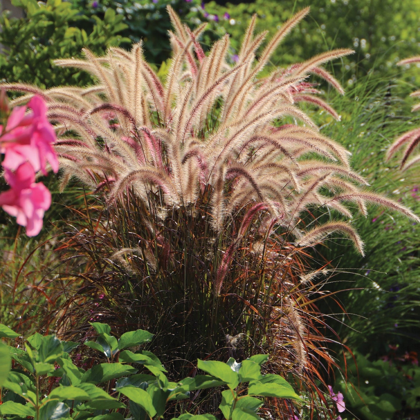 Fountain Grass