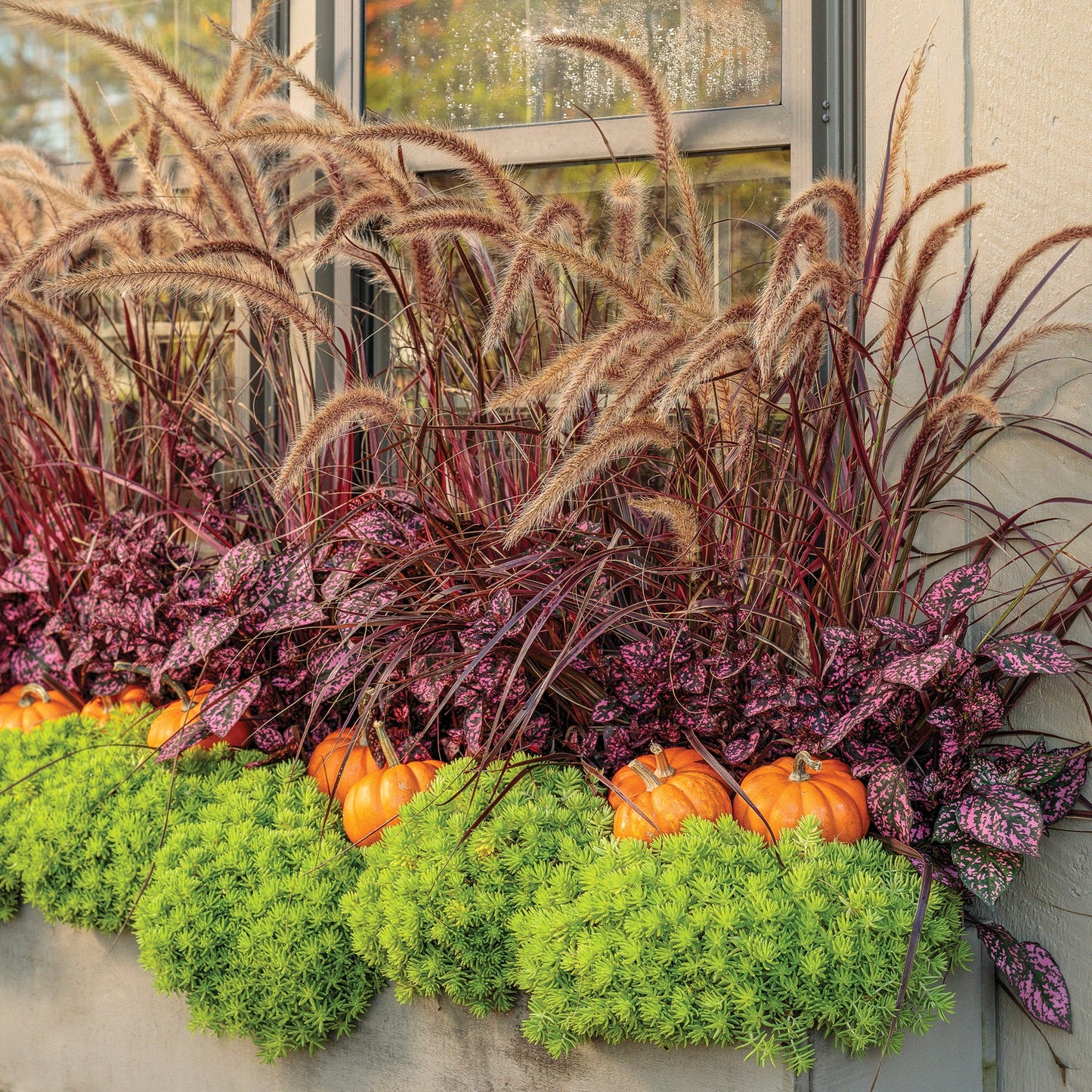 Fountain Grass