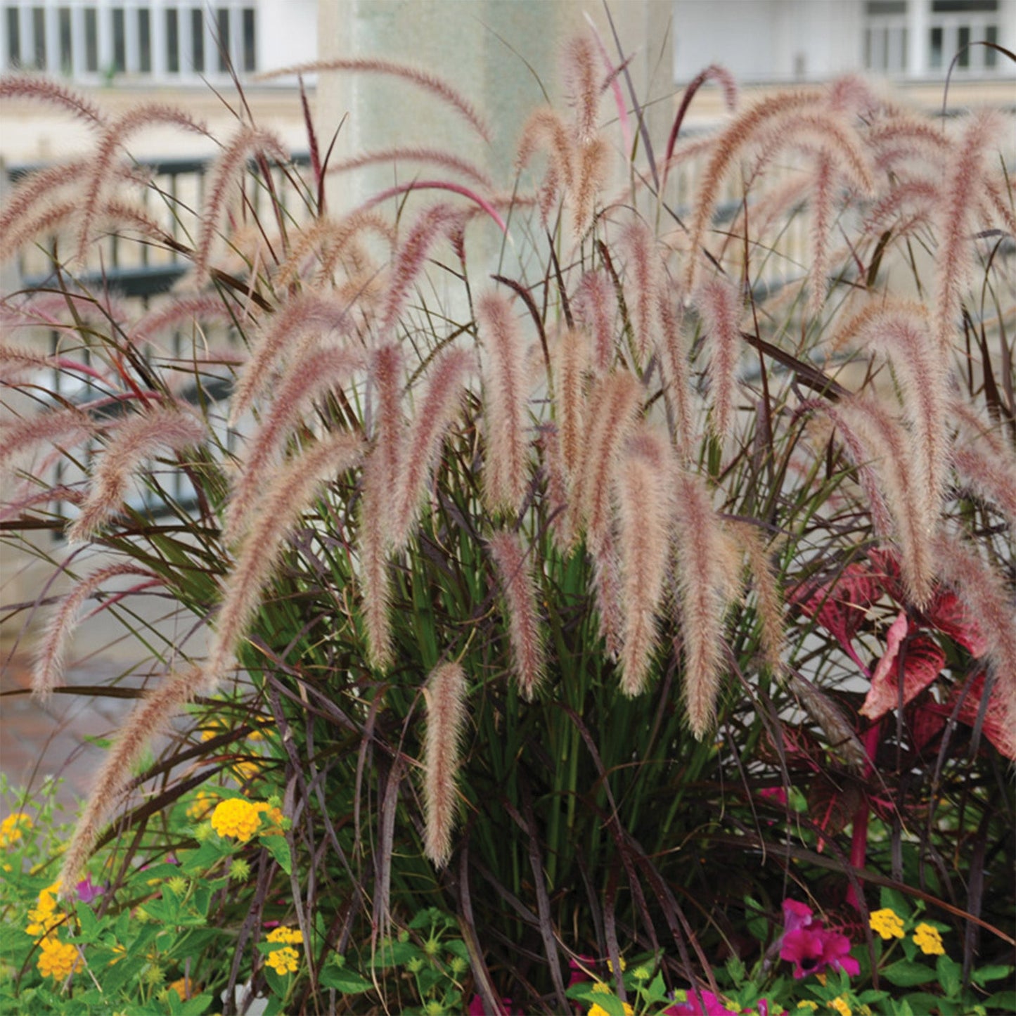 Herbe aux écouvillons pourpres