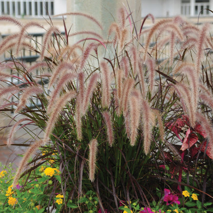 Fountain Grass