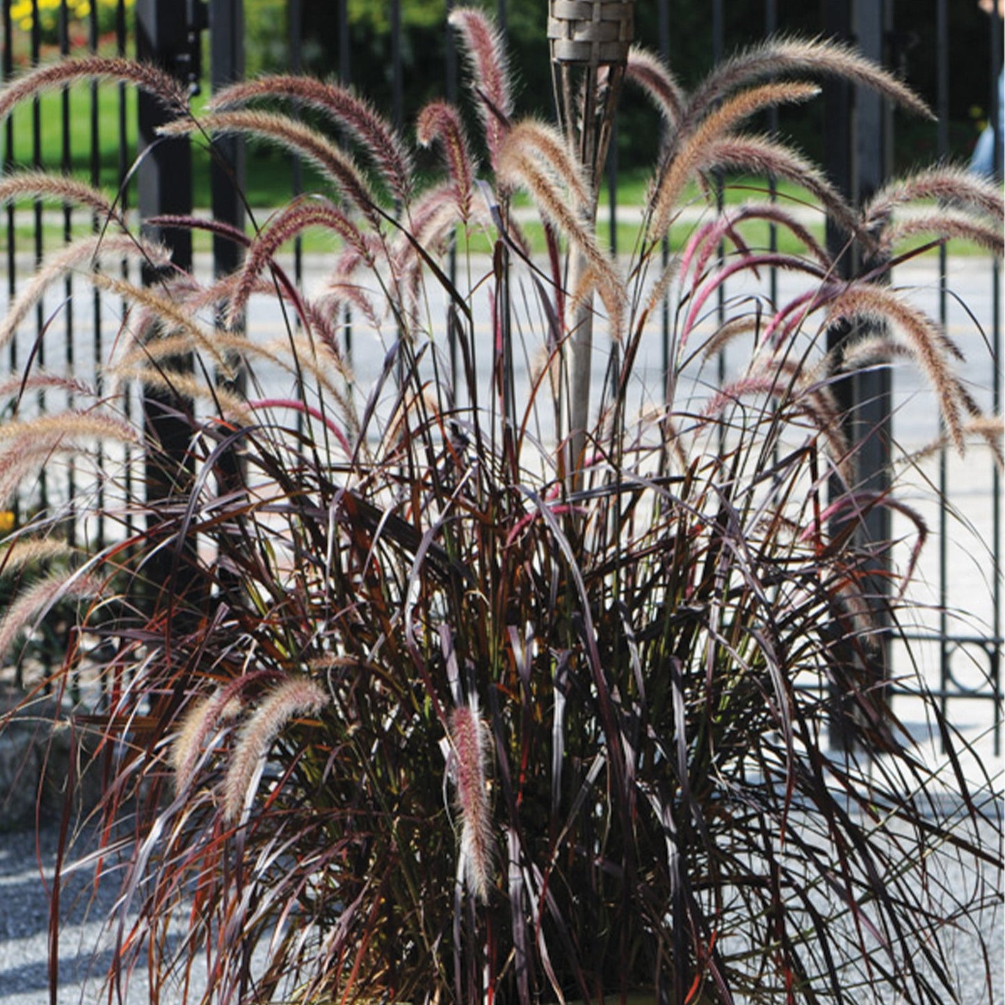 Fountain Grass