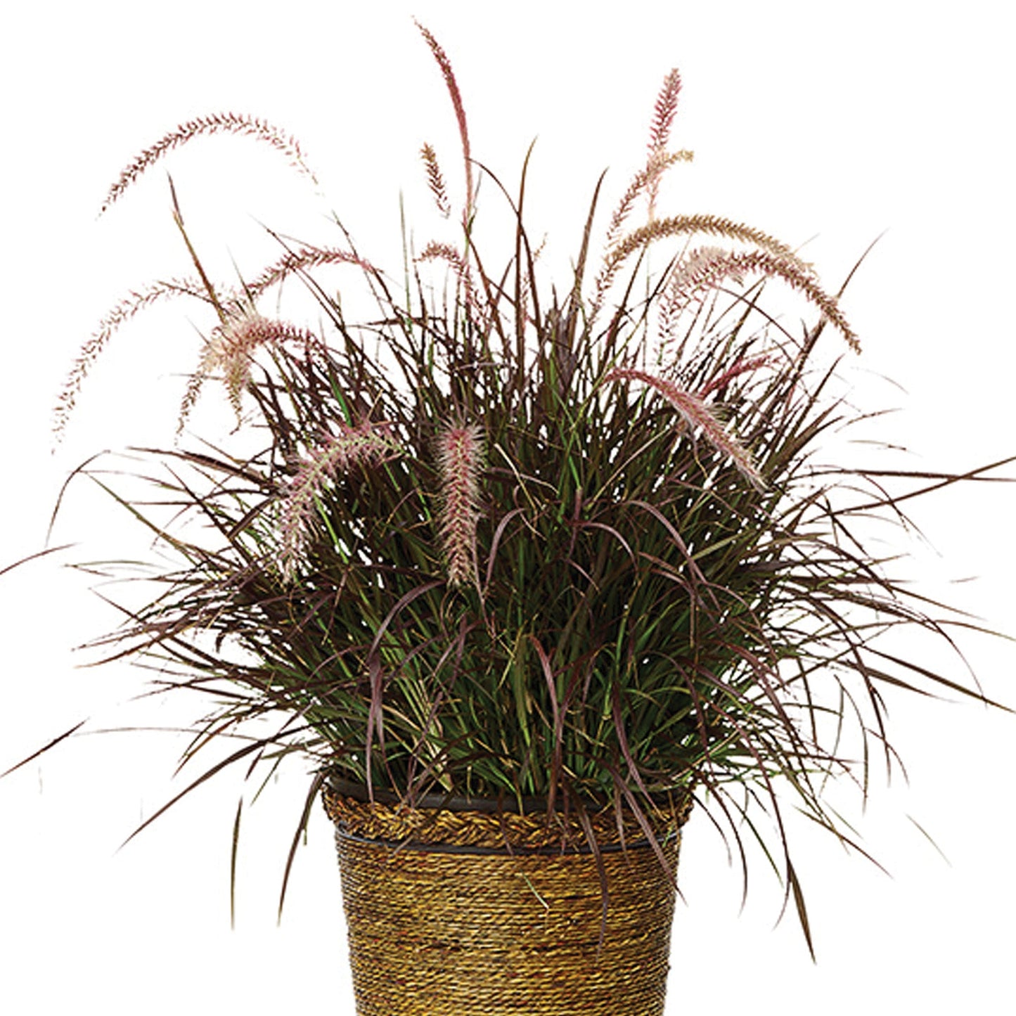 Fountain Grass