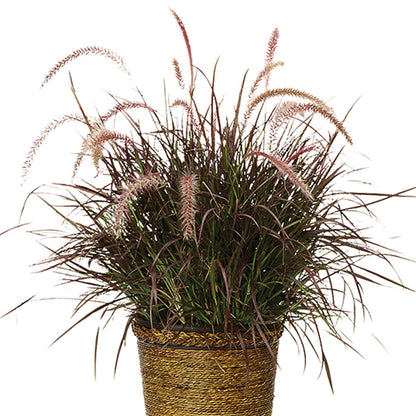 Fountain Grass