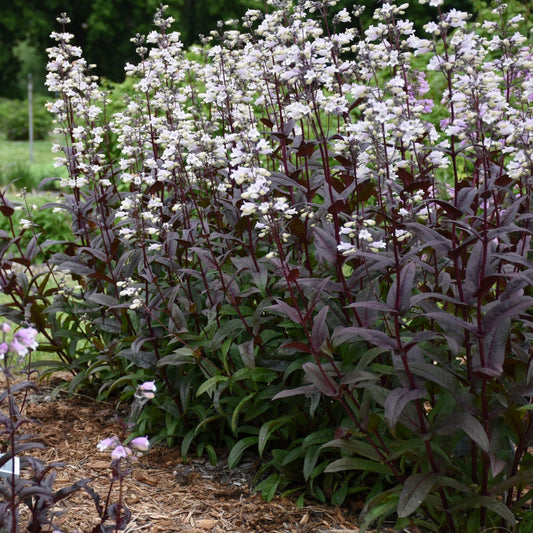 Onyx and Pearls' Beardtongue