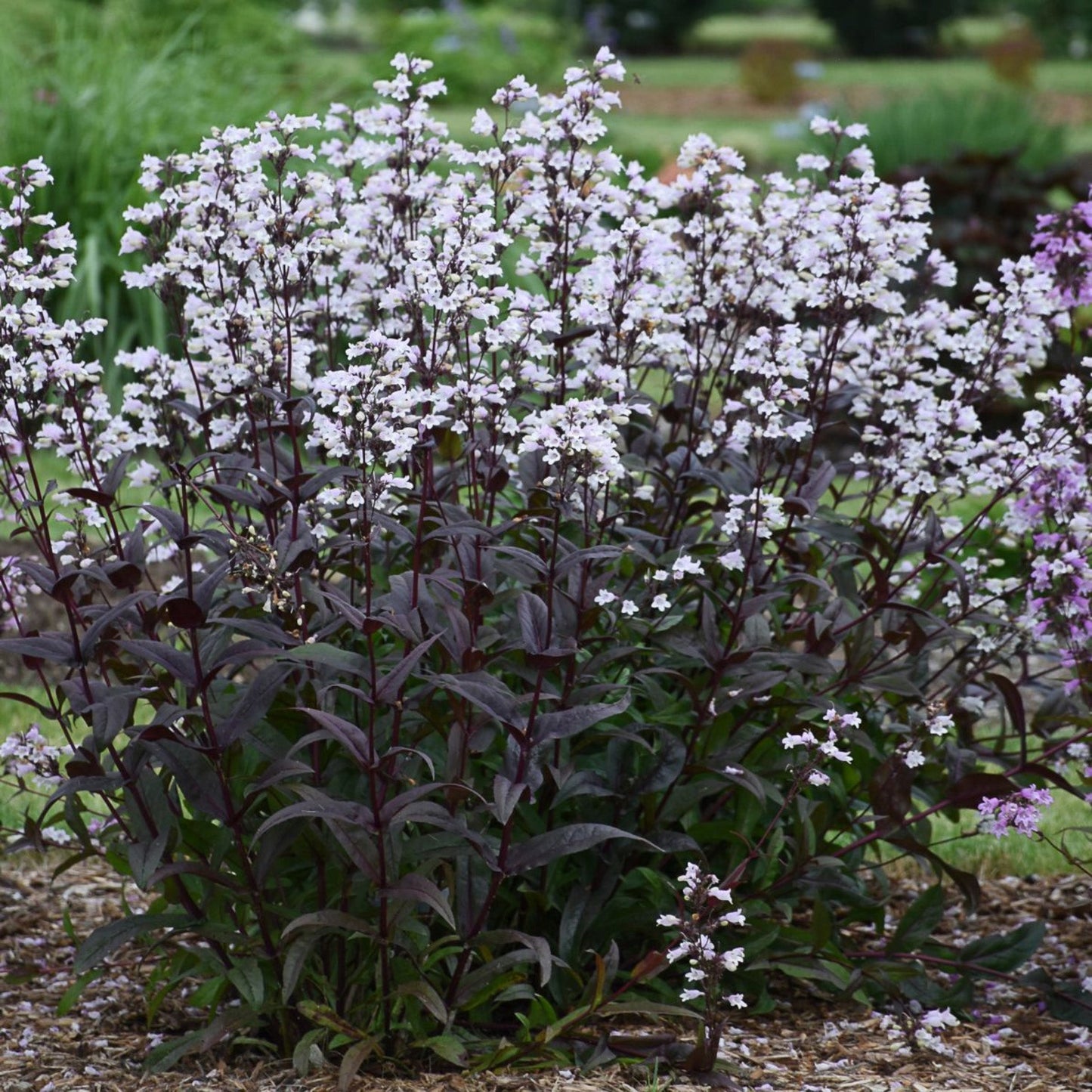 Onyx and Pearls' Beardtongue