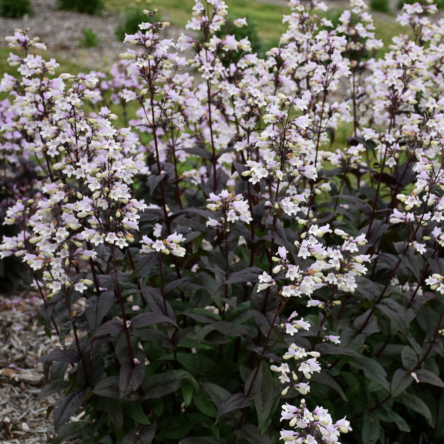 Onyx and Pearls' Beardtongue