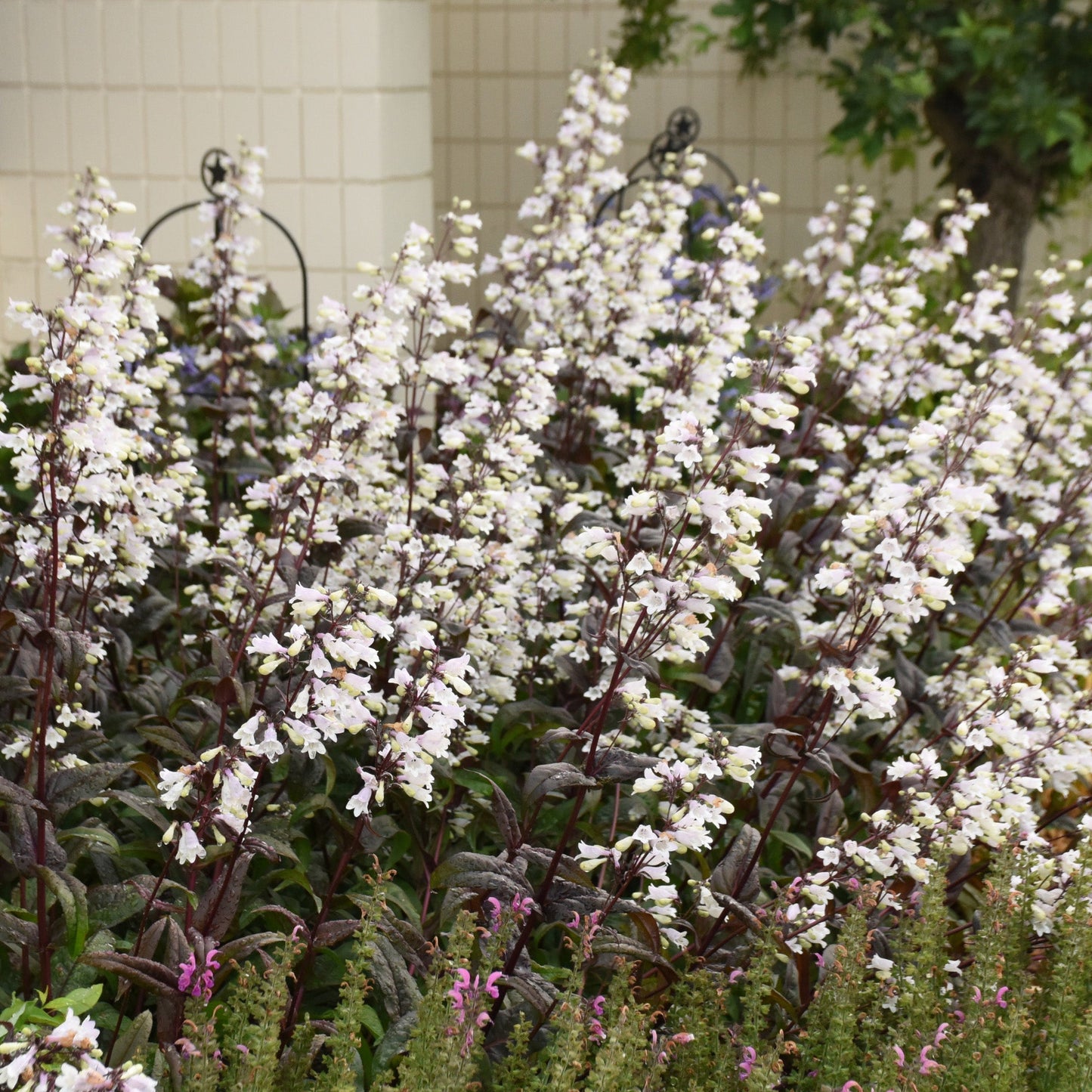 Onyx and Pearls' Beardtongue