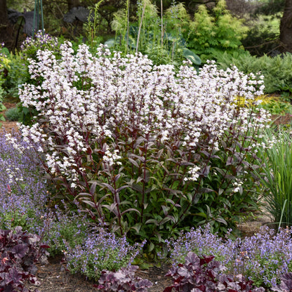 Onyx and Pearls' Beardtongue