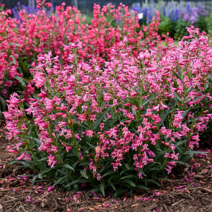 Penstemon Bejeweled® 'Pink Pearls' – Penstémon 'Pink Pearls'