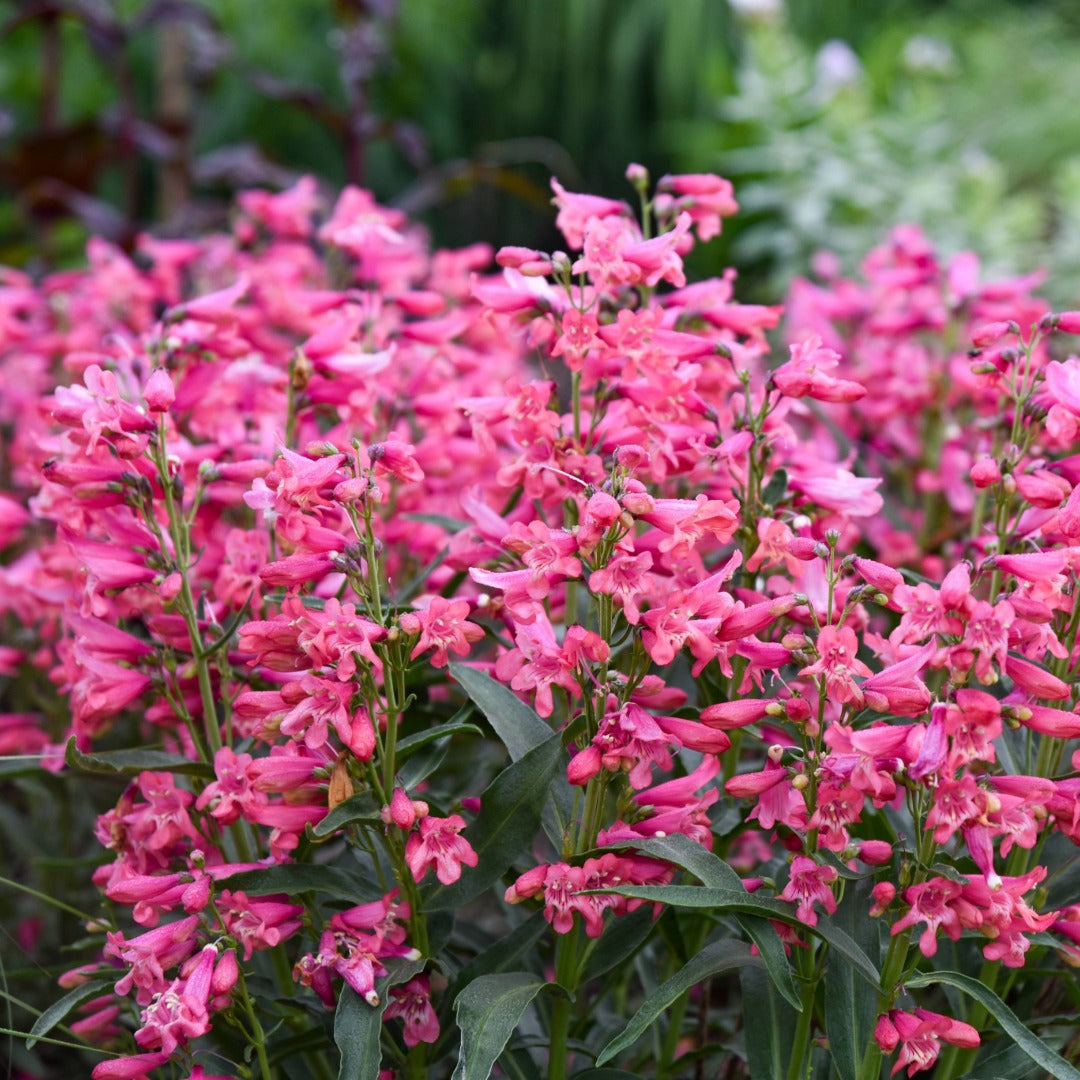 Penstemon Bejeweled® 'Pink Pearls' – Penstémon 'Pink Pearls'