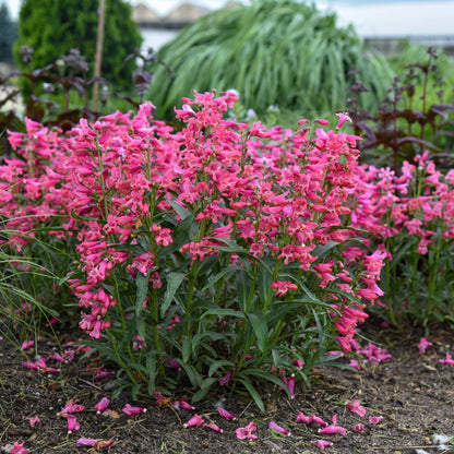 Penstemon Bejeweled® 'Pink Pearls' – Penstémon 'Pink Pearls'