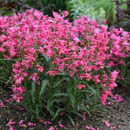Penstemon Bejeweled® 'Pink Pearls' – Penstémon 'Pink Pearls'