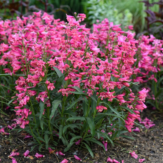Penstemon Bejeweled® 'Pink Pearls' – Penstémon 'Pink Pearls'