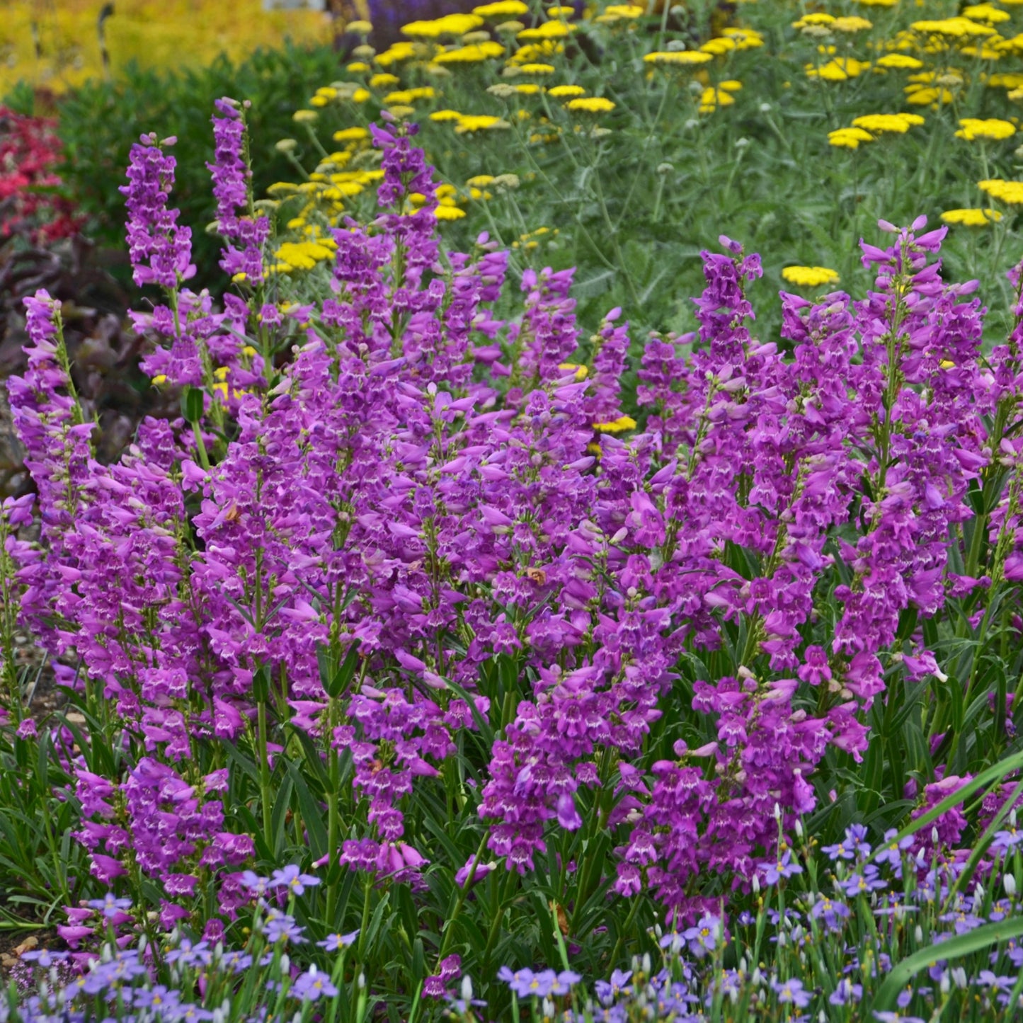 Penstemon x barbatus 'Prairie Dusk' – 'Prairie Dusk' Beardtongue