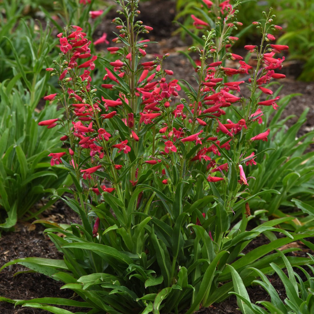 Penstemon Summit Sweets™ Ruby – Pénstémon Summit Sweets™ Ruby