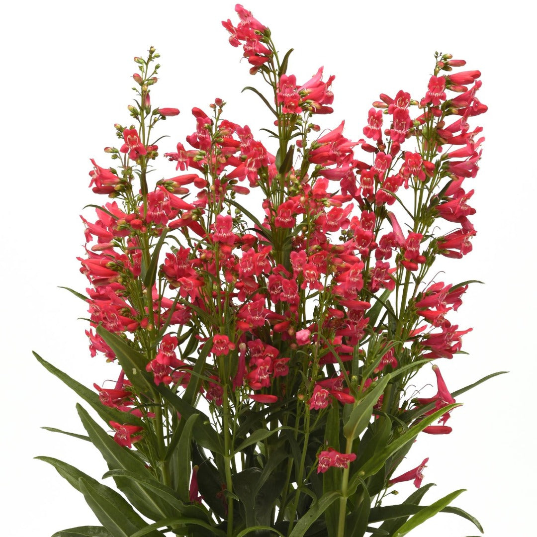 Penstemon Summit Sweets™ Ruby – Pénstémon Summit Sweets™ Ruby