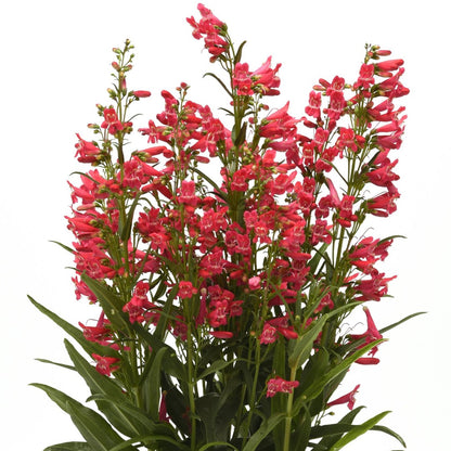 Penstemon Summit Sweets™ Ruby – Pénstémon Summit Sweets™ Ruby