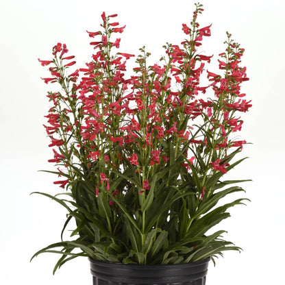 Penstemon Summit Sweets™ Ruby – Pénstémon Summit Sweets™ Ruby