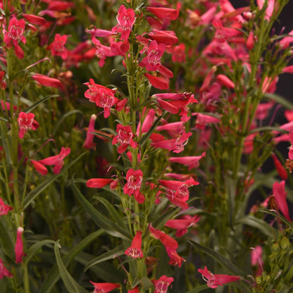 Penstemon Summit Sweets™ Ruby – Pénstémon Summit Sweets™ Ruby