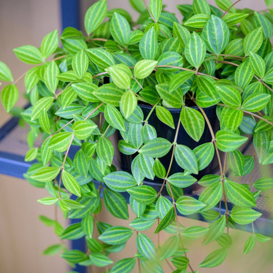 Peperomia Angulata