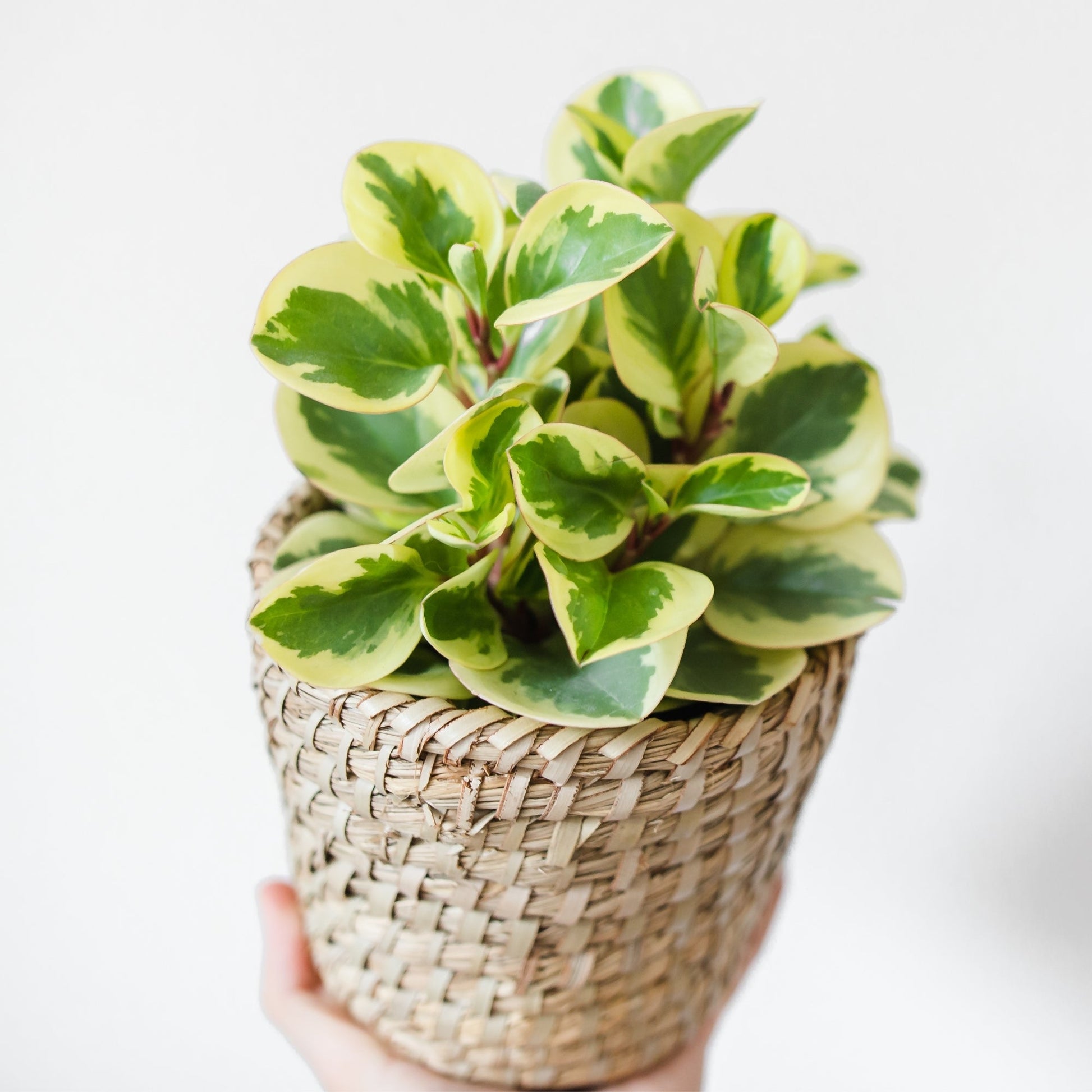 baby rubber plant pot size Baby Rubber Plant – Jardineries Botanix