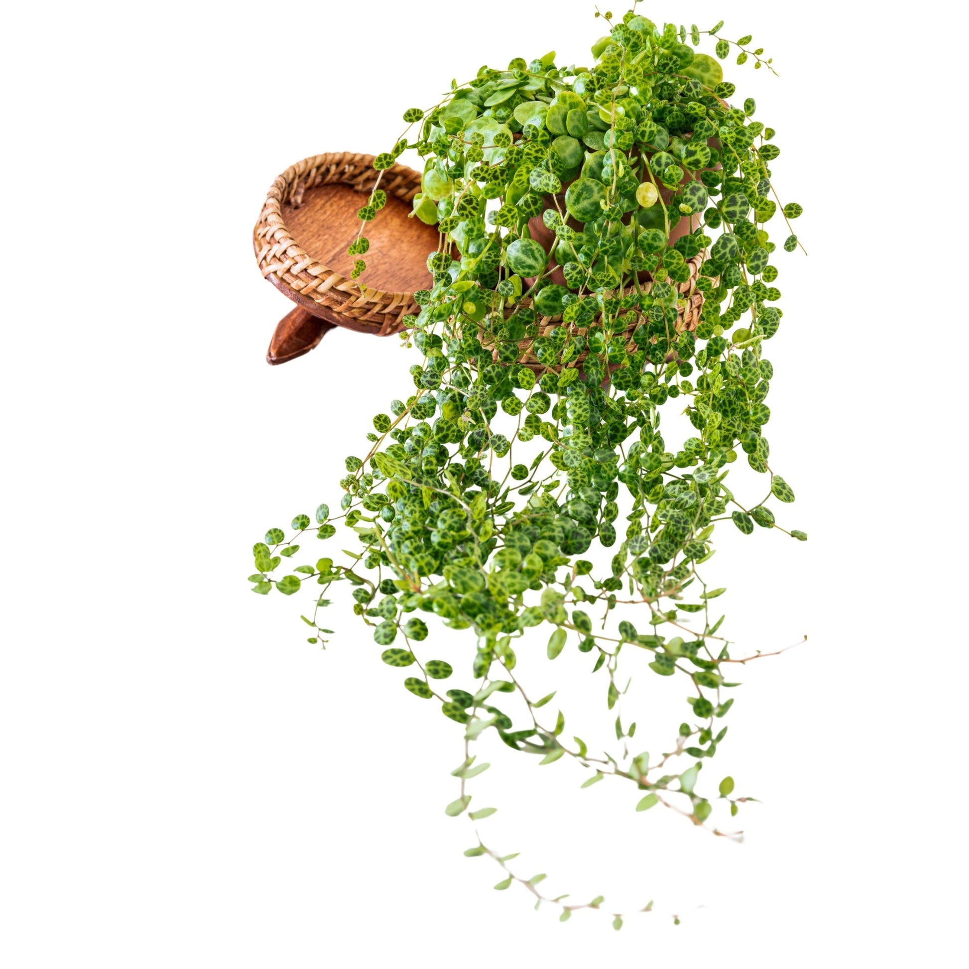 string of turtles potting mix String of Turtles – Jardineries Botanix