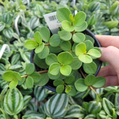 Peperomia 'Hope'