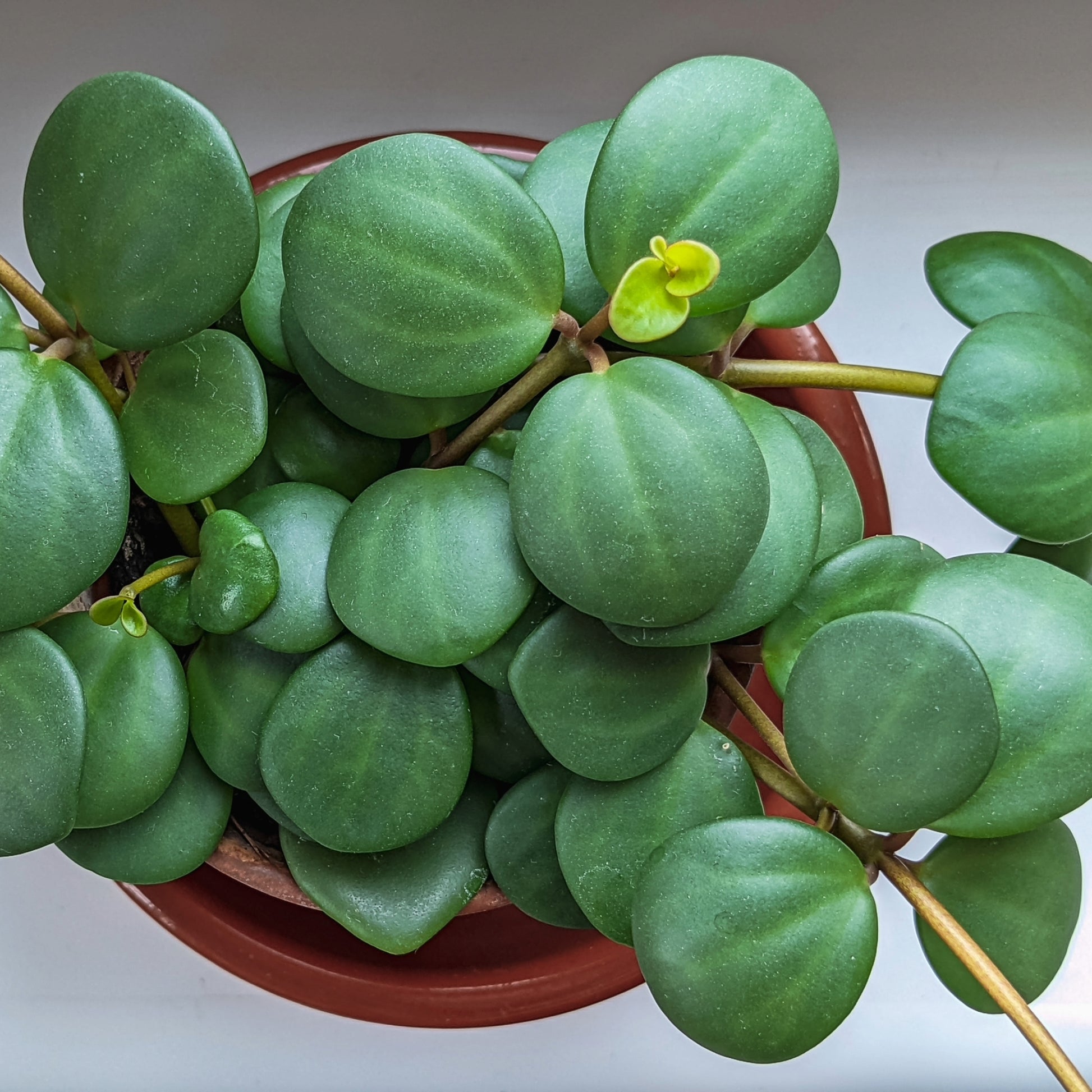 hope succulent Peperomia 'Hope' – Jardineries Botanix