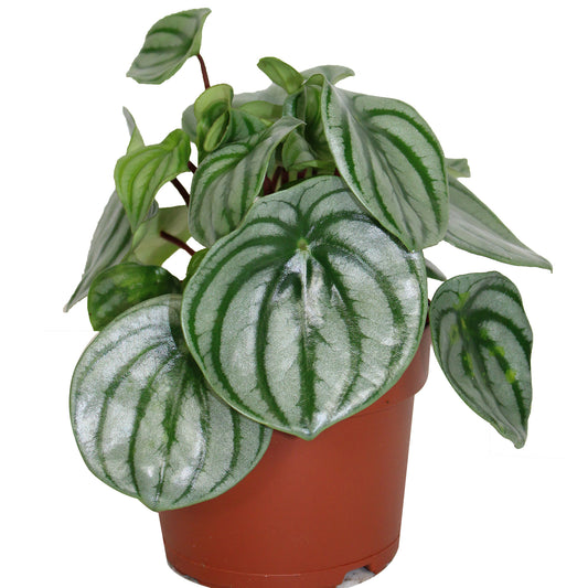 Peperomia Melon d'eau