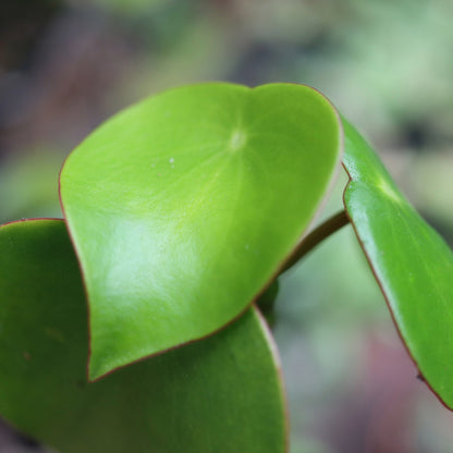 Peperomia polybotrya – Raindrop Peperomia