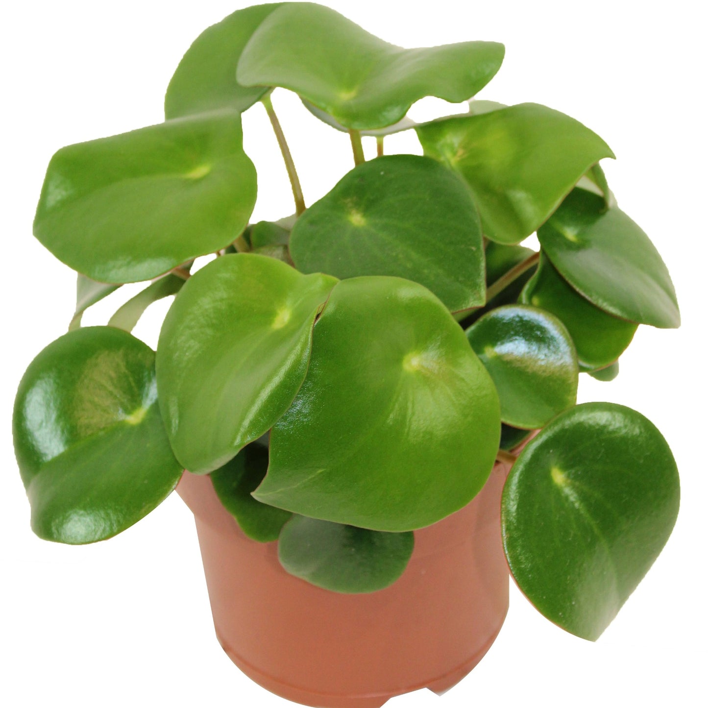 Peperomia polybotrya – Raindrop Peperomia
