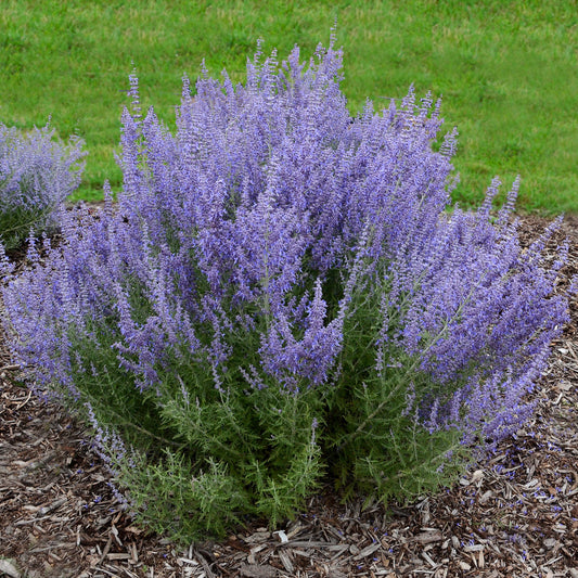 Denim'n Lace' Russian Sage 