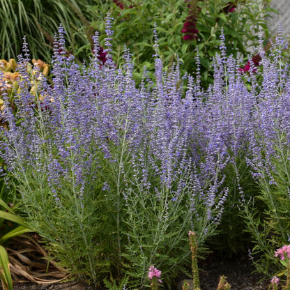 Perovskia atriplicifolia 'Blue Jean Baby' – Blue Jean Baby Russian Sage
