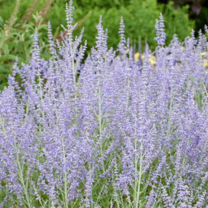 Perovskia atriplicifolia 'Blue Jean Baby' – Blue Jean Baby Russian Sage