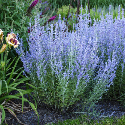 Perovskia atriplicifolia 'Blue Jean Baby' – Blue Jean Baby Russian Sage