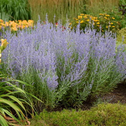 Perovskia atriplicifolia 'Blue Jean Baby' – Sauge russe 'Blue Jean Baby'