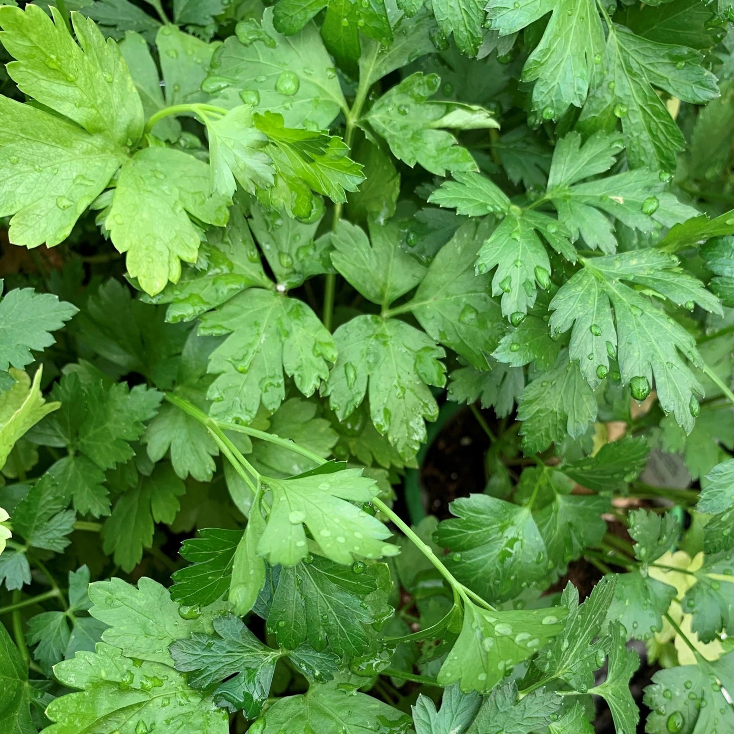 Italian Parsley