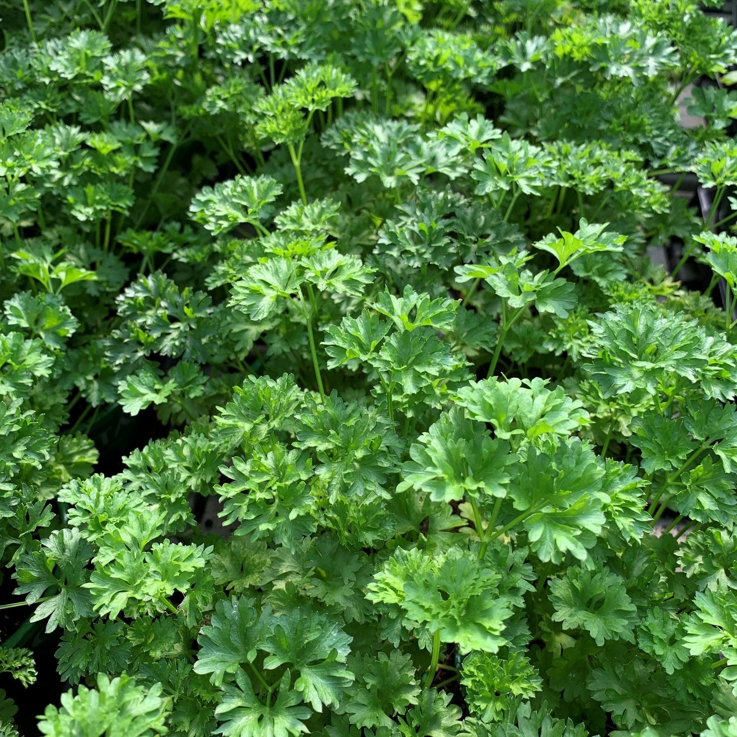 Curly Parsley