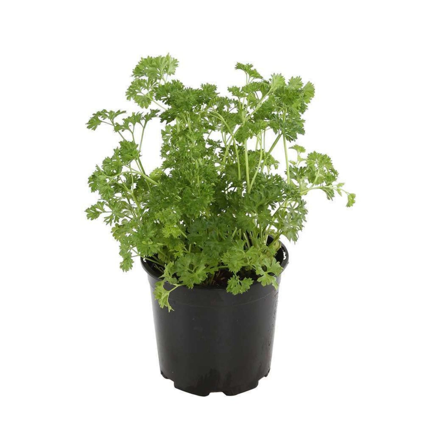 Curly Parsley