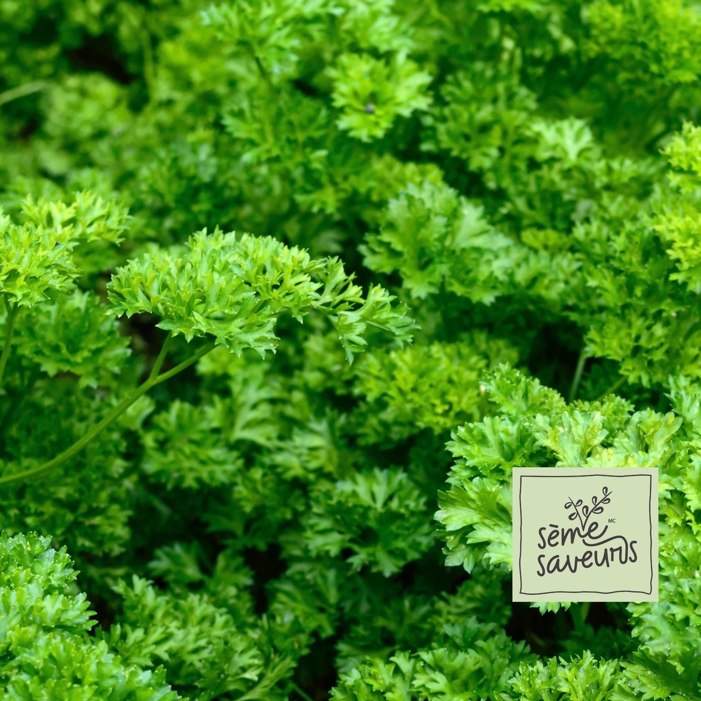 Curly Parsley