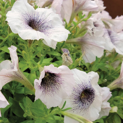 CRAZYTUNIA® Black&White Petunia