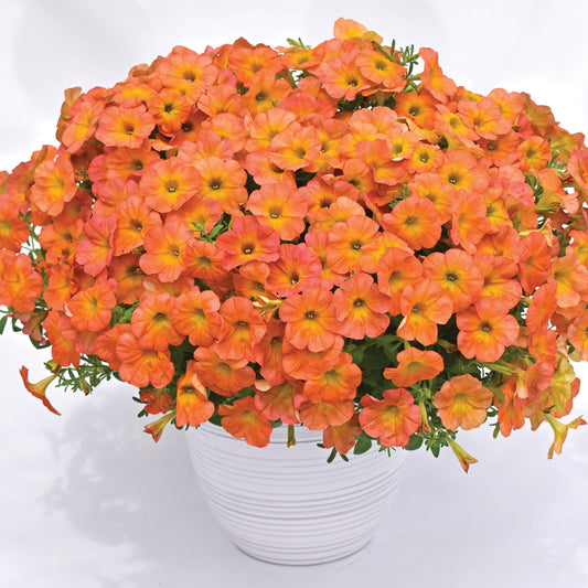 Flower Shower Golden Harvest' Petunia