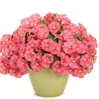 SUPERTUNIA® Bermuda Beach Petunia