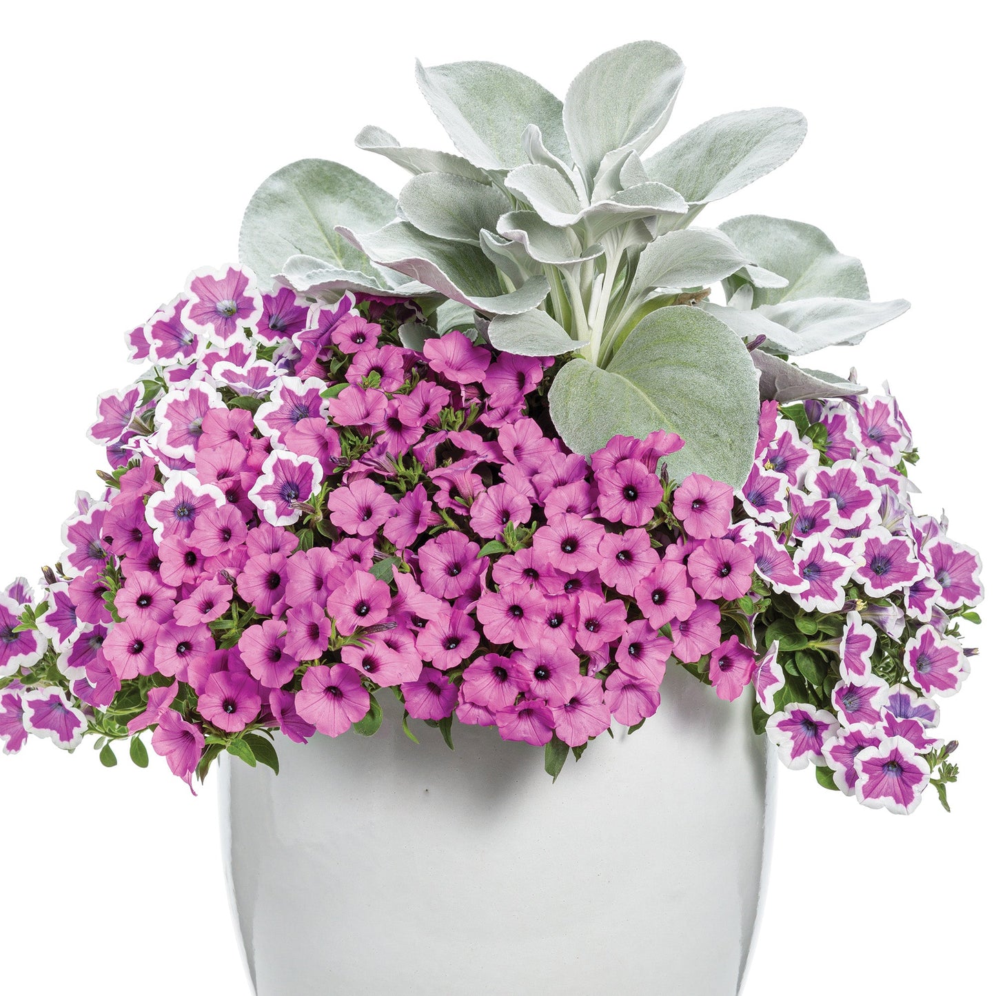 SUPERTUNIA® Hoopla Vivid Orchid Petunia