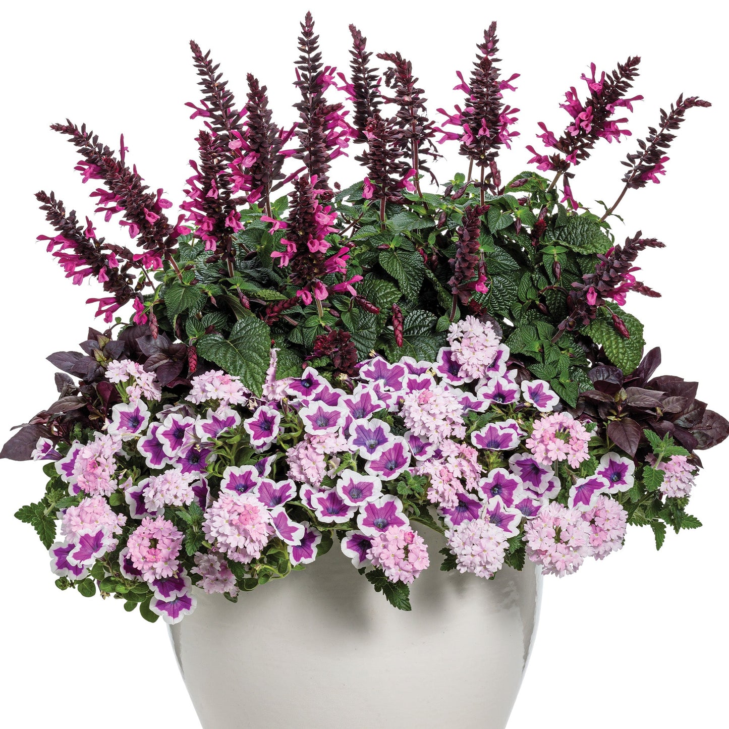 SUPERTUNIA® Hoopla Vivid Orchid Petunia