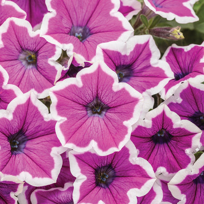 SUPERTUNIA® Hoopla Vivid Orchid Petunia