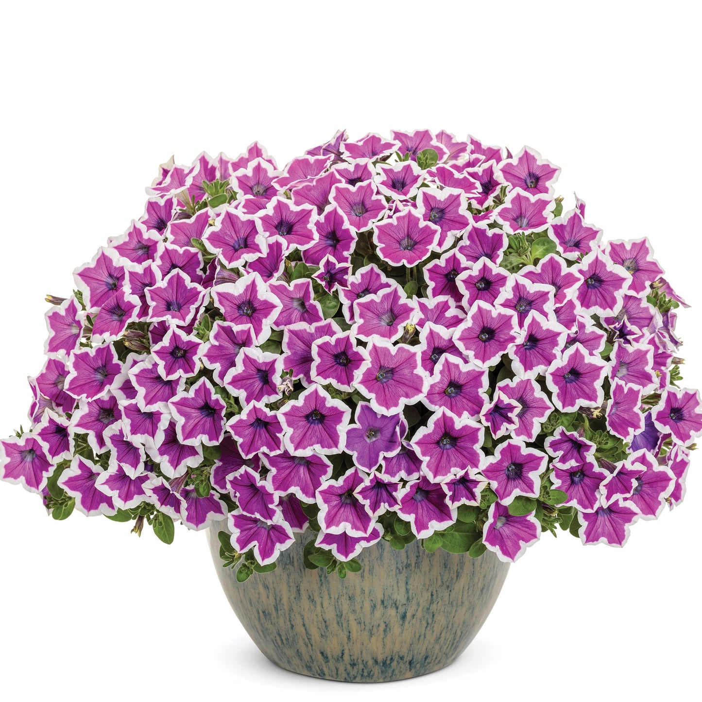 SUPERTUNIA® Hoopla Vivid Orchid Petunia