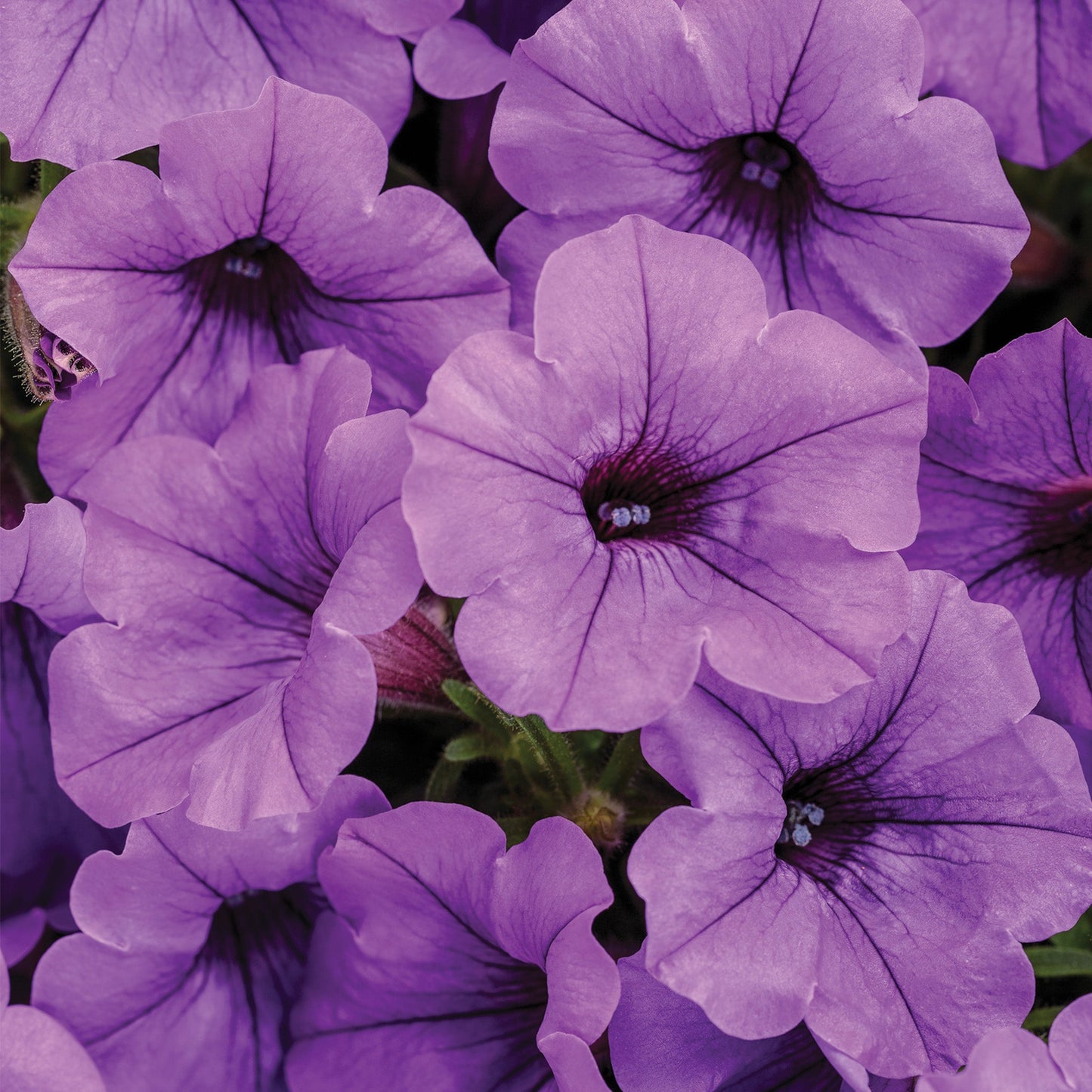 Pétunia SUPERTUNIA® MINI VISTA™ Indigo