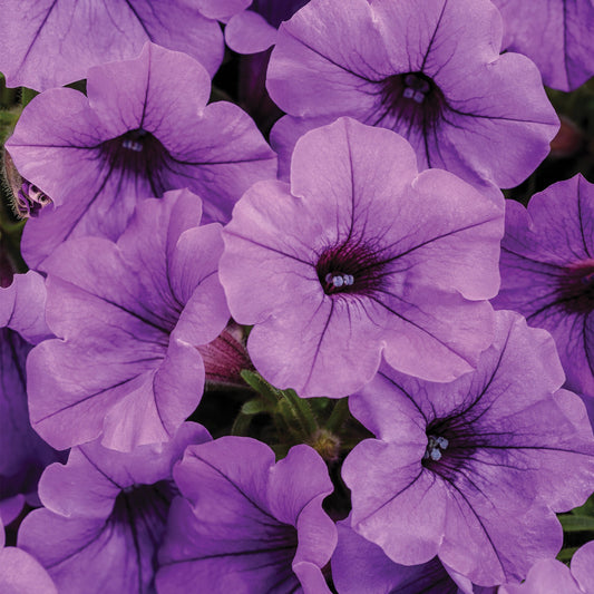 SUPERTUNIA® MINI VISTA™ Indigo Petunia