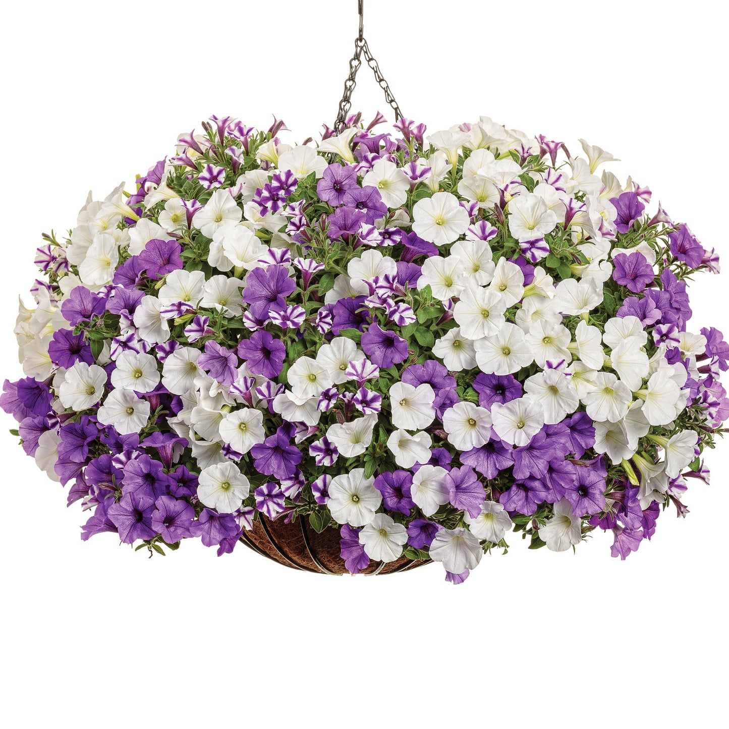 Pétunia SUPERTUNIA® MINI VISTA™ Indigo